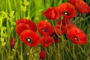Istockphoto-120862554-612x612.jpg